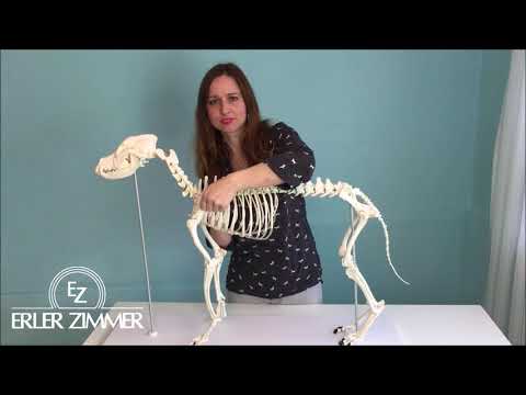 Hundeskelet, anatomisk model i plastik
