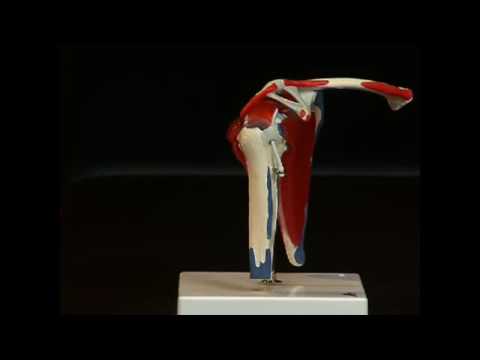 Flexible shoulder, anatomical model in 5 parts