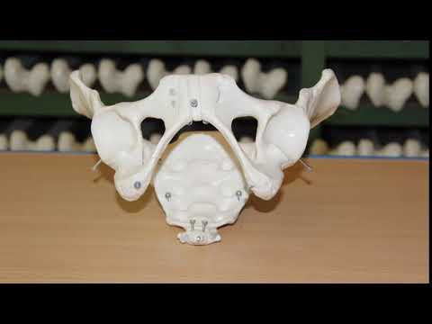 Model of the female pelvic floor in 12 parts