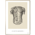 Anatomisk kunstplakat, m. rectus abdominis © eAnatomi