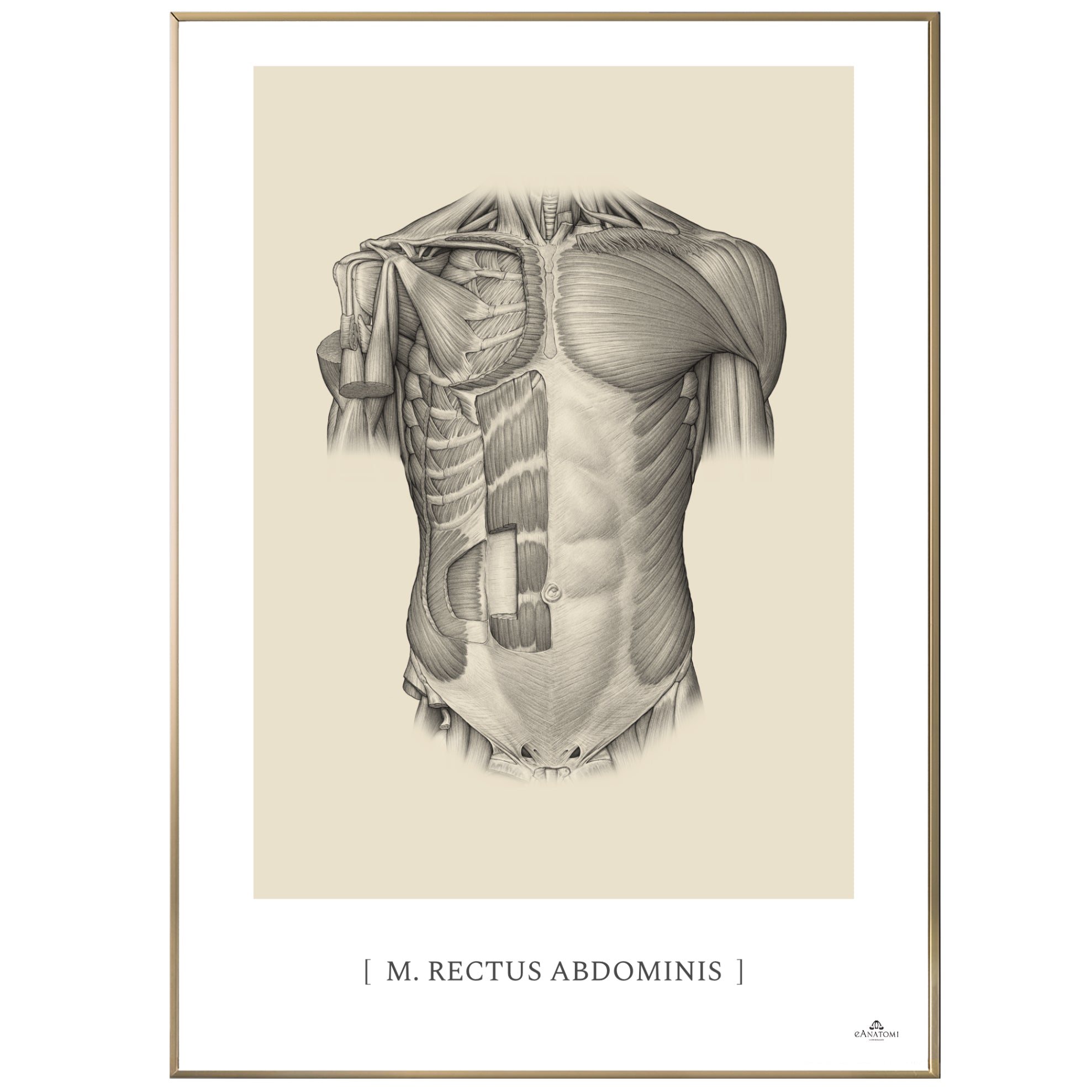 Anatomisk kunstplakat, m. rectus abdominis © eAnatomi
