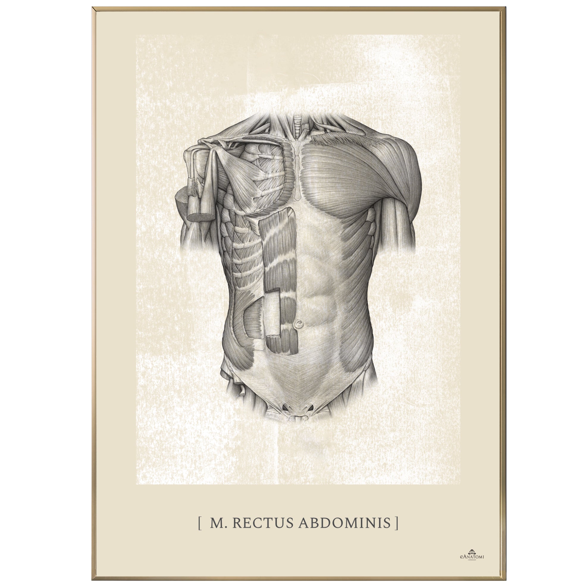 Anatomisk kunstplakat, m. rectus abdominis white chalk © eAnatomi