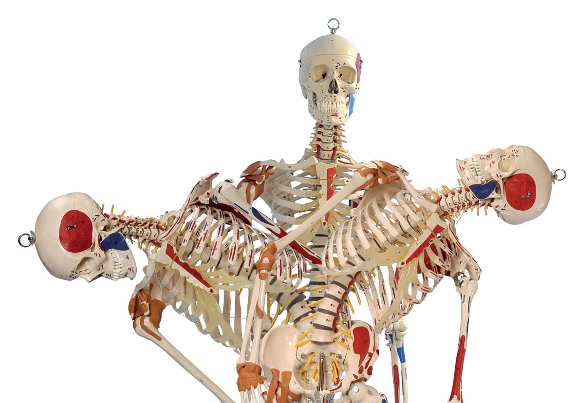 Avanceret skelet m. ansigtsmuskulatur, 180 cm - eAnatomi