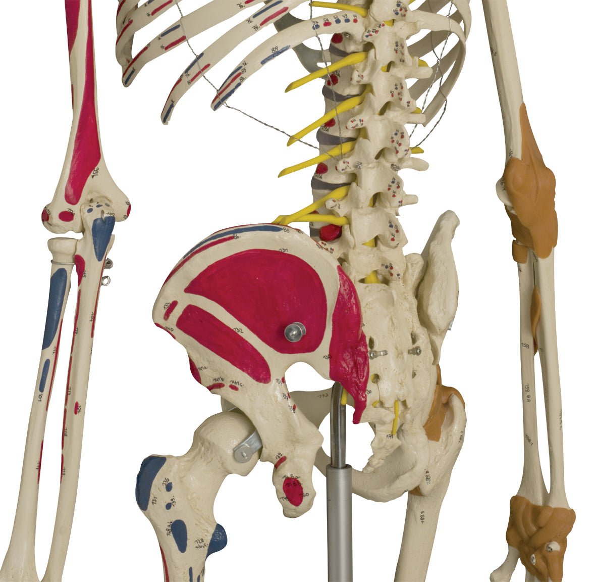 Avanceret skelet m. ansigtsmuskulatur, 180 cm - eAnatomi