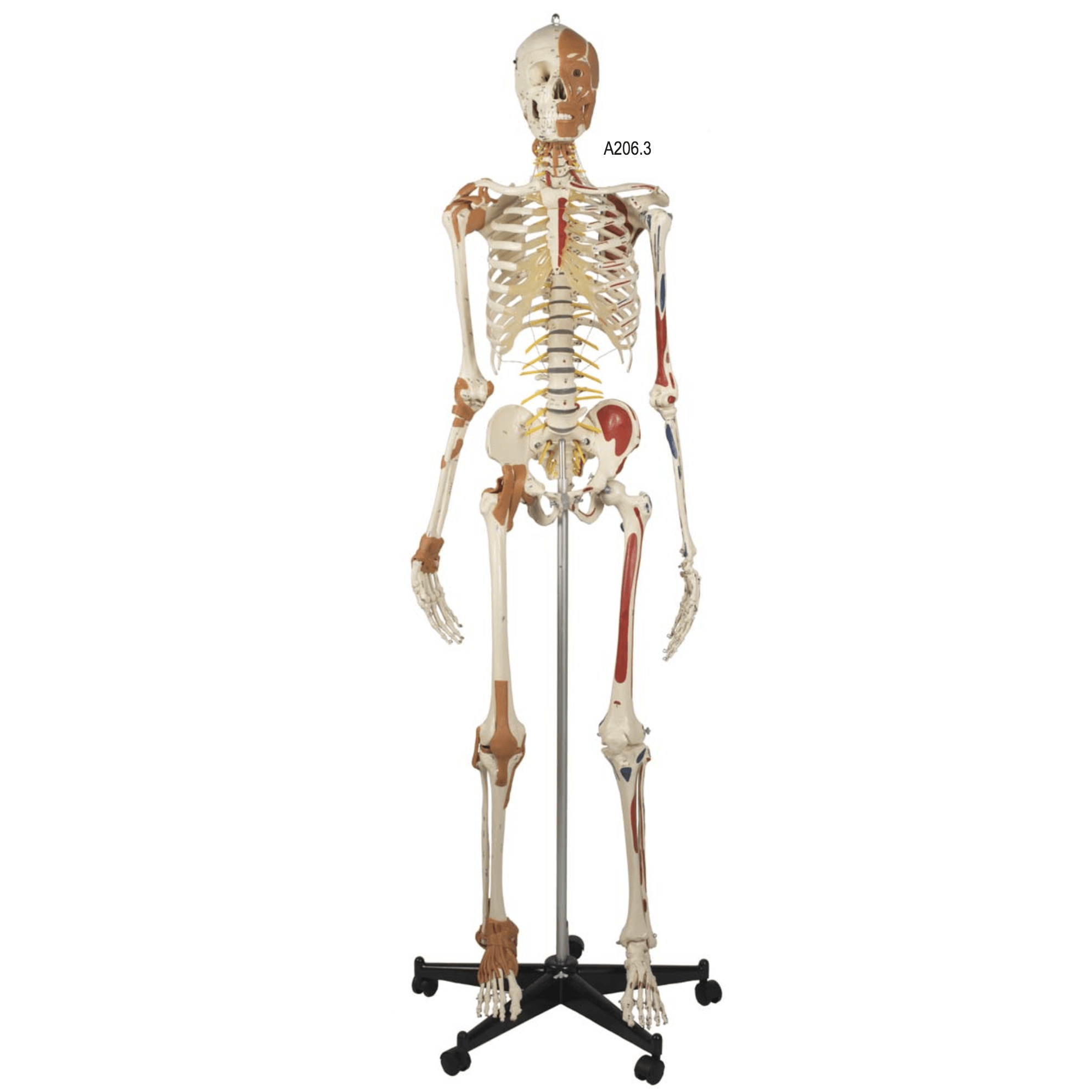 Avanceret skelet m. ansigtsmuskulatur, 180 cm - eAnatomi