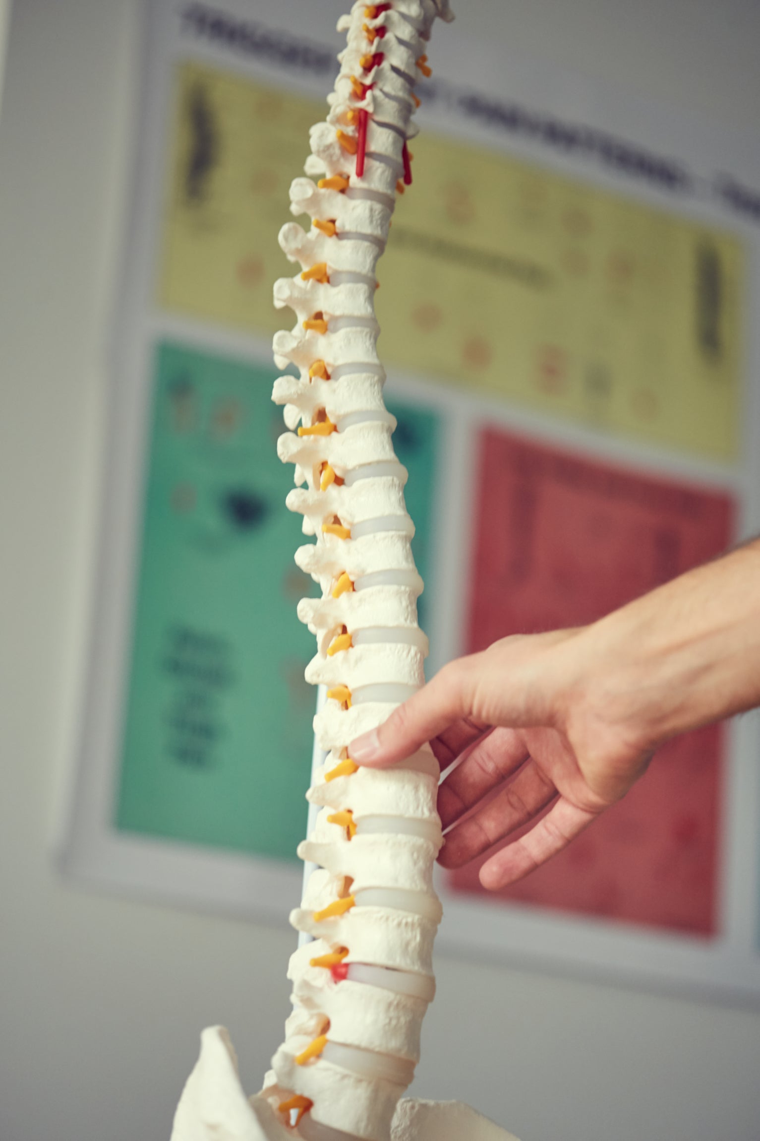Flexible model of the spine with nerves, hip joint and stand