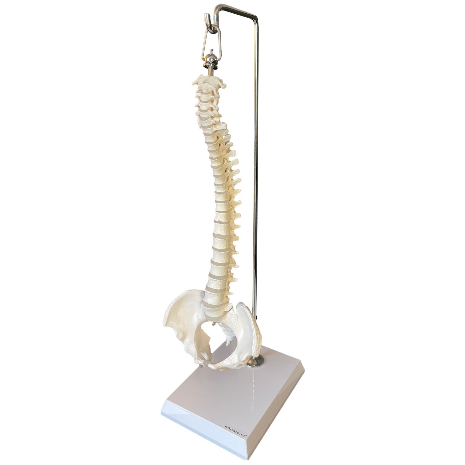 Miniature rygsøjle, 35 cm - eAnatomi
