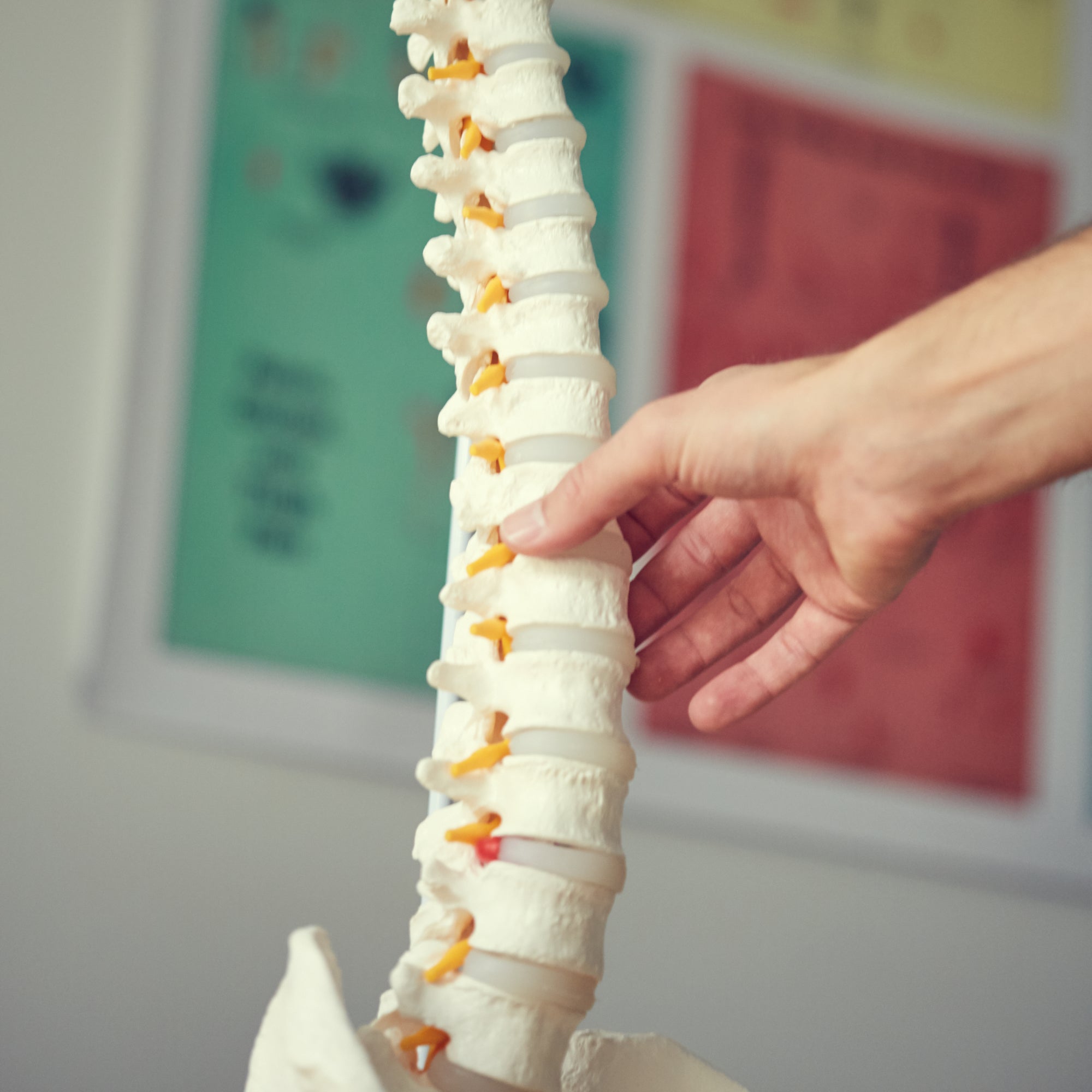 Flexible model of the spine with nerves, hip joint and stand