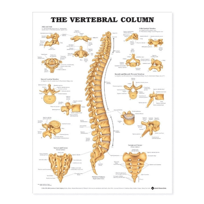 Poster about the spine in English