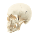 Naturtro kranie, 3 dele - eAnatomi