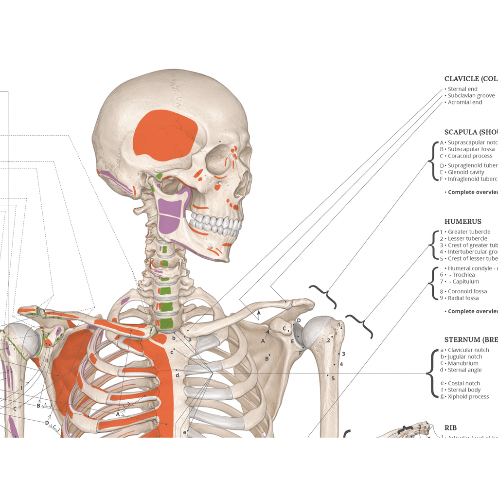 Anatomy of the musculoskeletal system, poster in pure Latin © eAnatomi