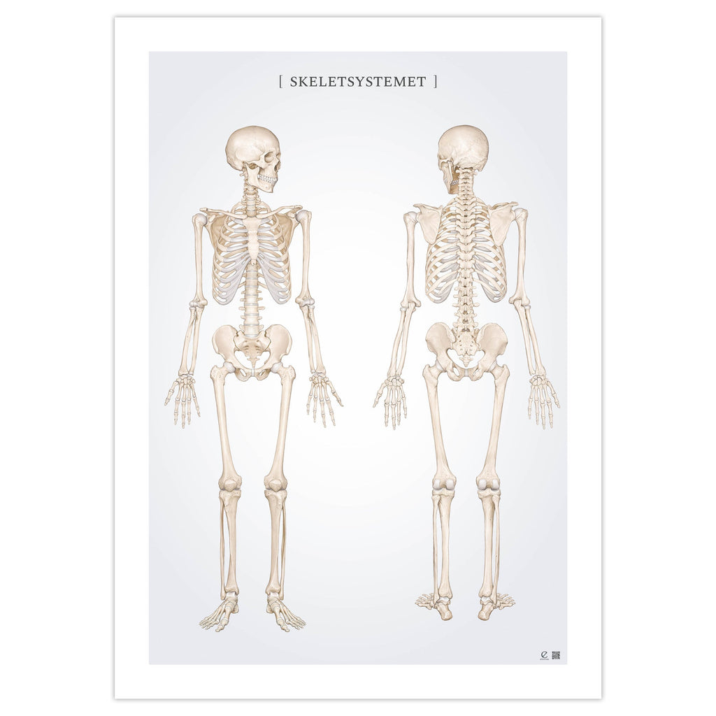 Anatomi plakat - Skeletsystemet - eAnatomi