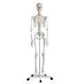 Skelet m. fleksible led og nerver, anatomisk model på 178 cm