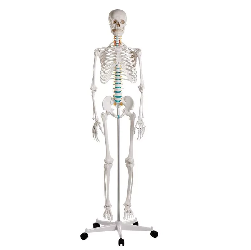 Skelet m. fleksible led og nerver, anatomisk model på 178 cm