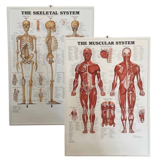 Sæt med det klassiske muskel- og skeletsystem i 3D relief plastik. Afhentningstilbud!