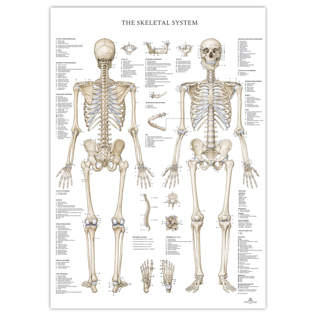 Skeletsystemet m. ren latin, anatomi plakat © eAnatomi