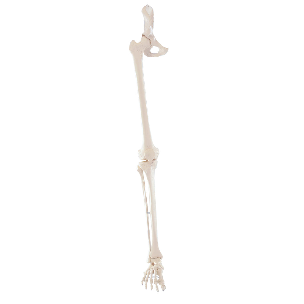 Lower Extermity Lab Model Model of lower extremity mounted on elastics – eAnatomi