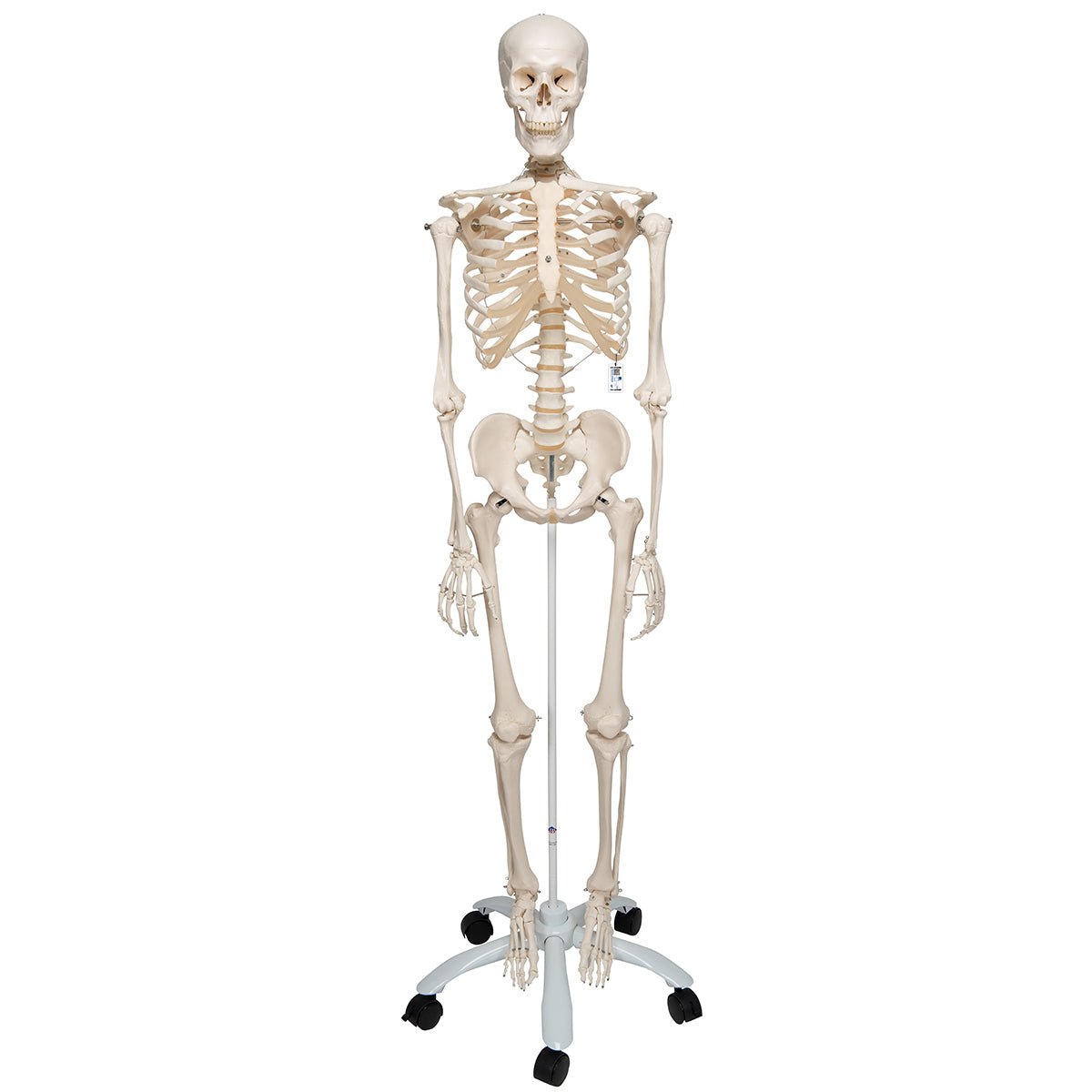 Robust skelet, 177 cm - eAnatomi