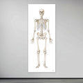 The skeletal system in large format seen from the front