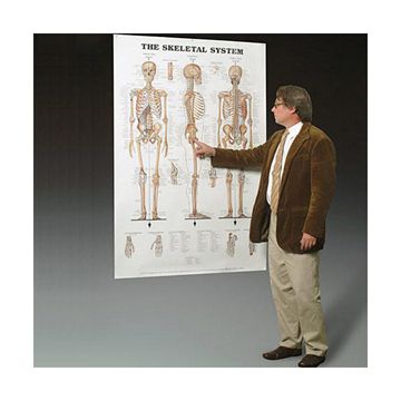 Skeleton poster in giant size in English 