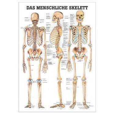 Skeletplakat 70x100 cm lamineret på ren latin og tysk overskrift - eAnatomi