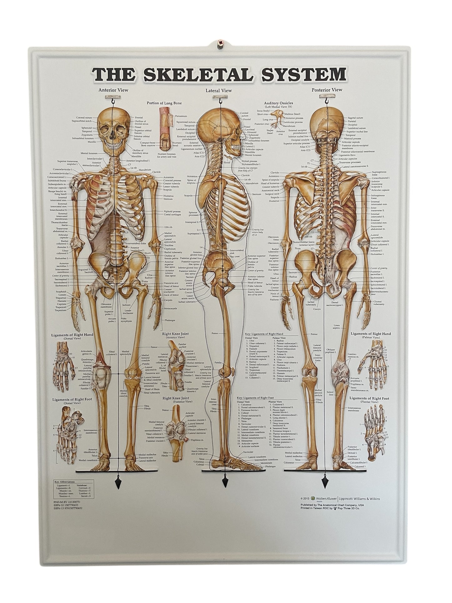 Sæt med det klassiske muskel- og skeletsystem i 3D relief plastik. Afhentningstilbud!
