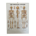 Klassisk skeletplakat på engelsk 3D relief plastik - Afhentningstilbud! - eAnatomi