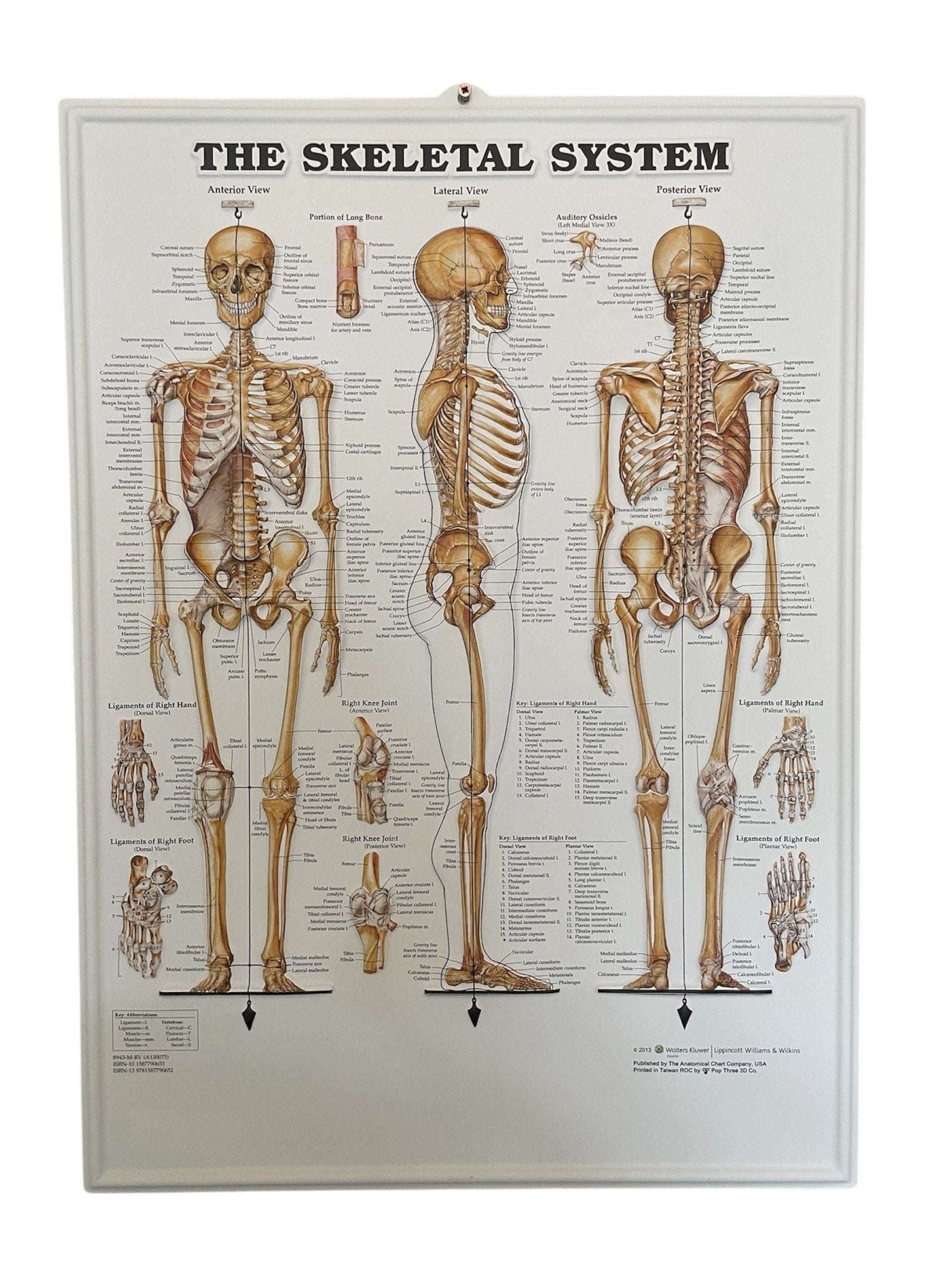 Plakatpakke, Klassisk muskel - og skeletsystem, 3D relief i plastik - eAnatomi
