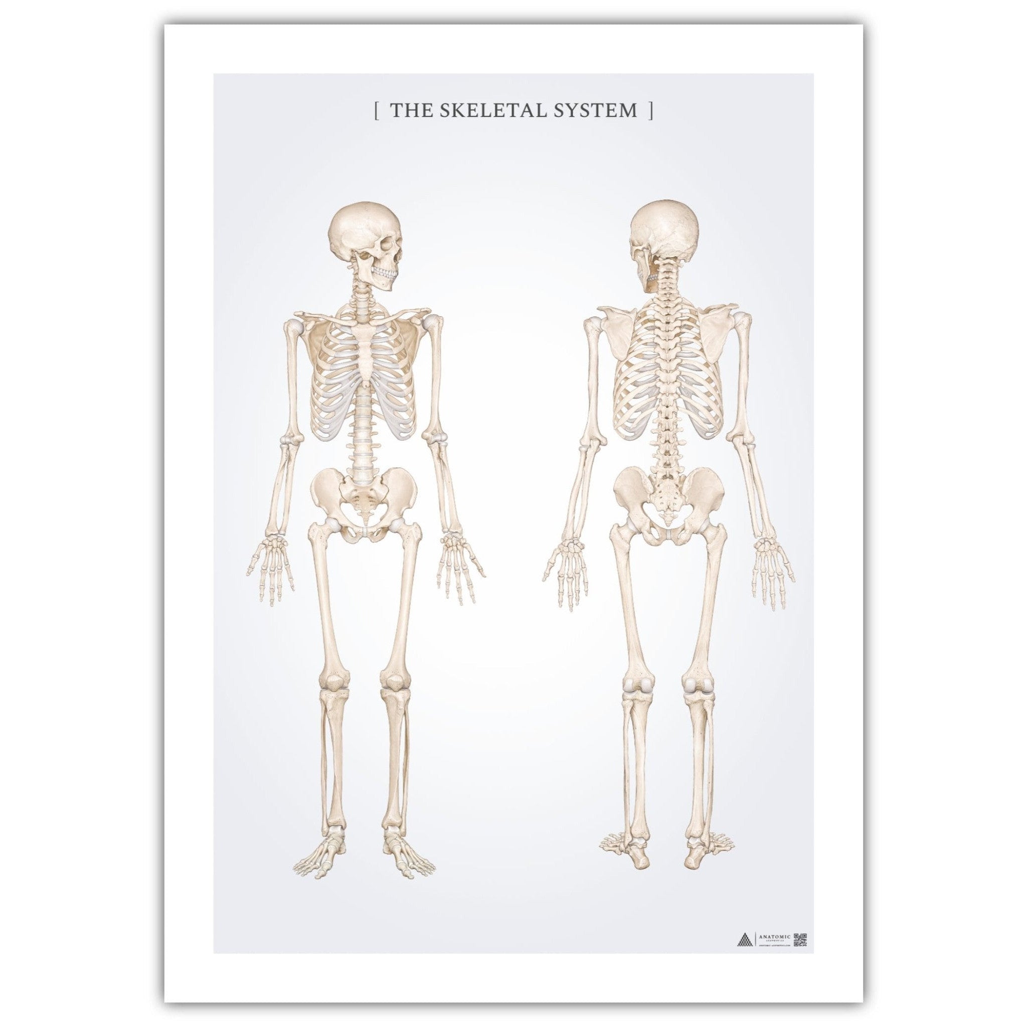 Anatomi plakat - Skeletsystemet - eAnatomi