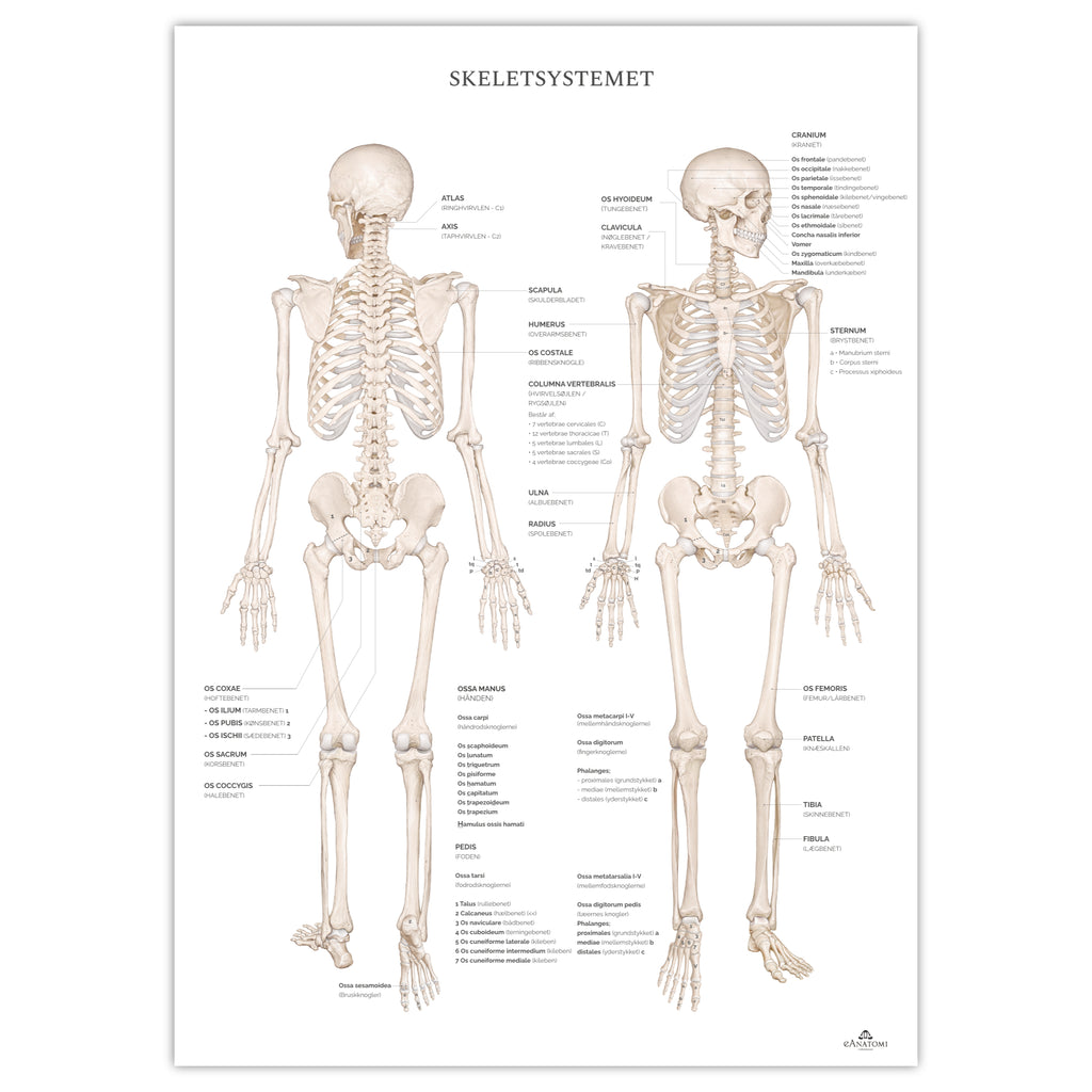 Skelettsystemet m. nomenklatur, anatomiposter © eAnatomy