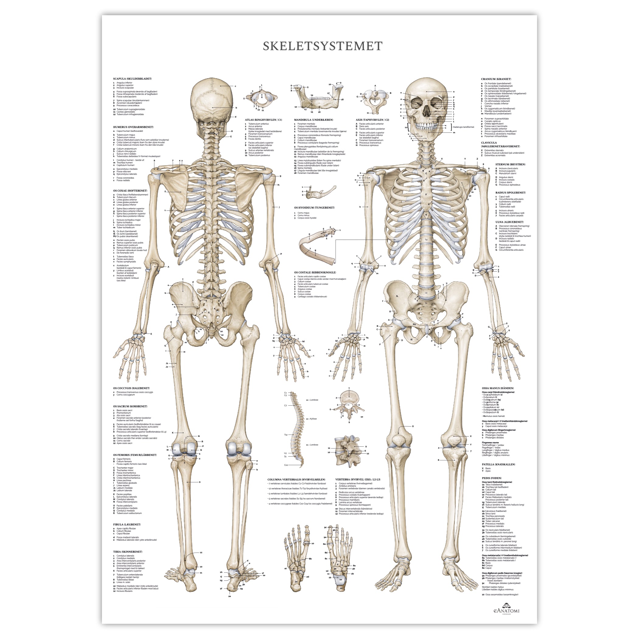 The skeletal system m. pure latin, anatomy poster © eAnatomi