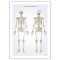 Anatomy poster - The skeletal system