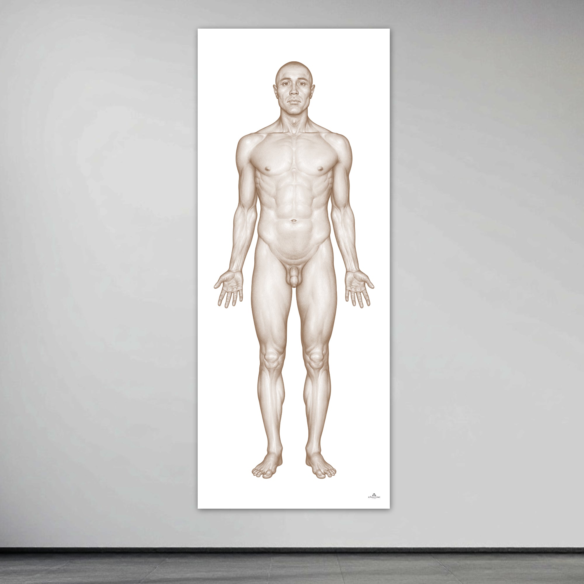 The man's body seen from the front in large format
