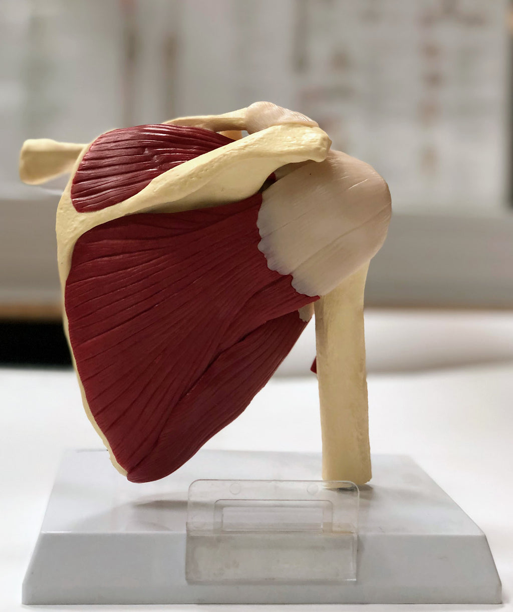 Shoulder model with muscles and ligaments incl. list with Latin names