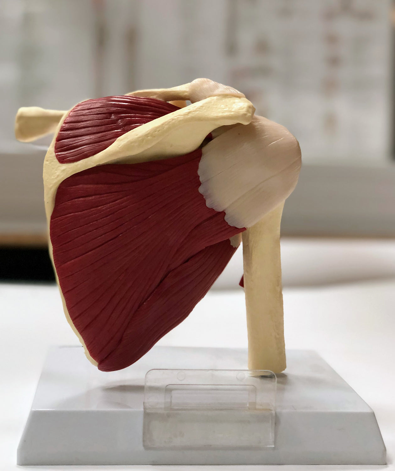 Shoulder model with muscles and ligaments incl. list with Latin names