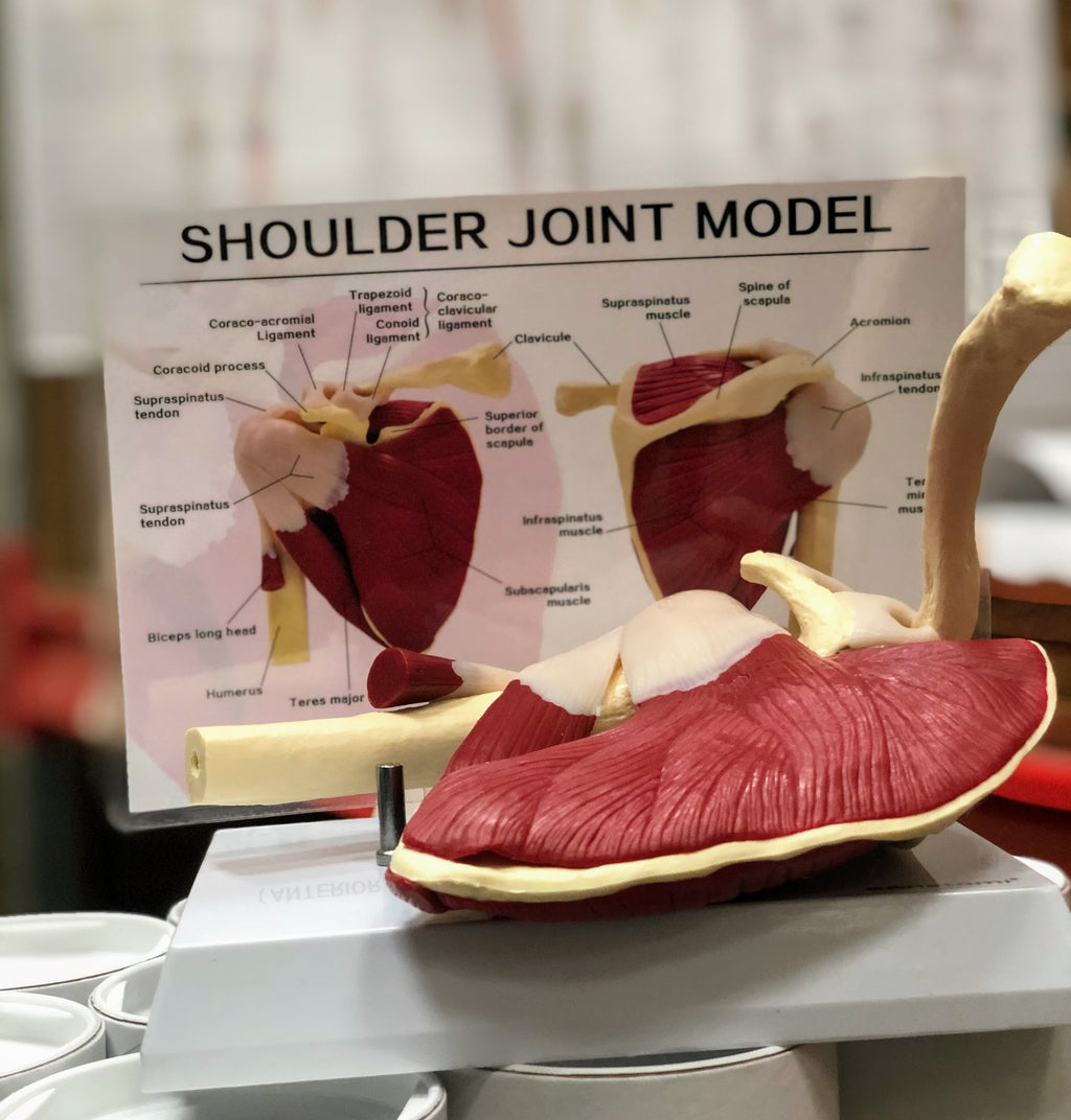 Shoulder model with muscles and ligaments incl. list with Latin names