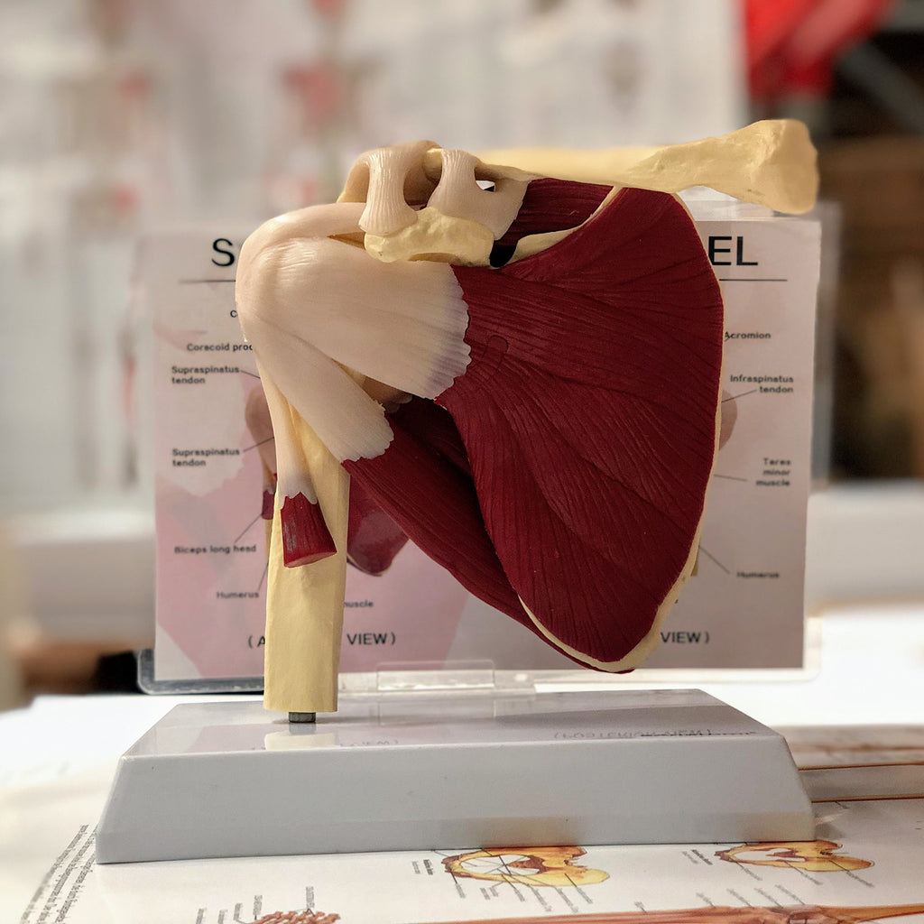 Shoulder model with muscles and ligaments incl. list with Latin names