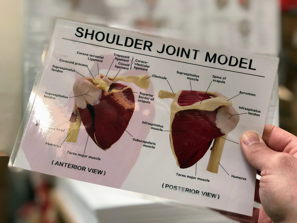 Shoulder Model Dynamic Shoulder model with muscles and ligaments incl. list with Latin names ...