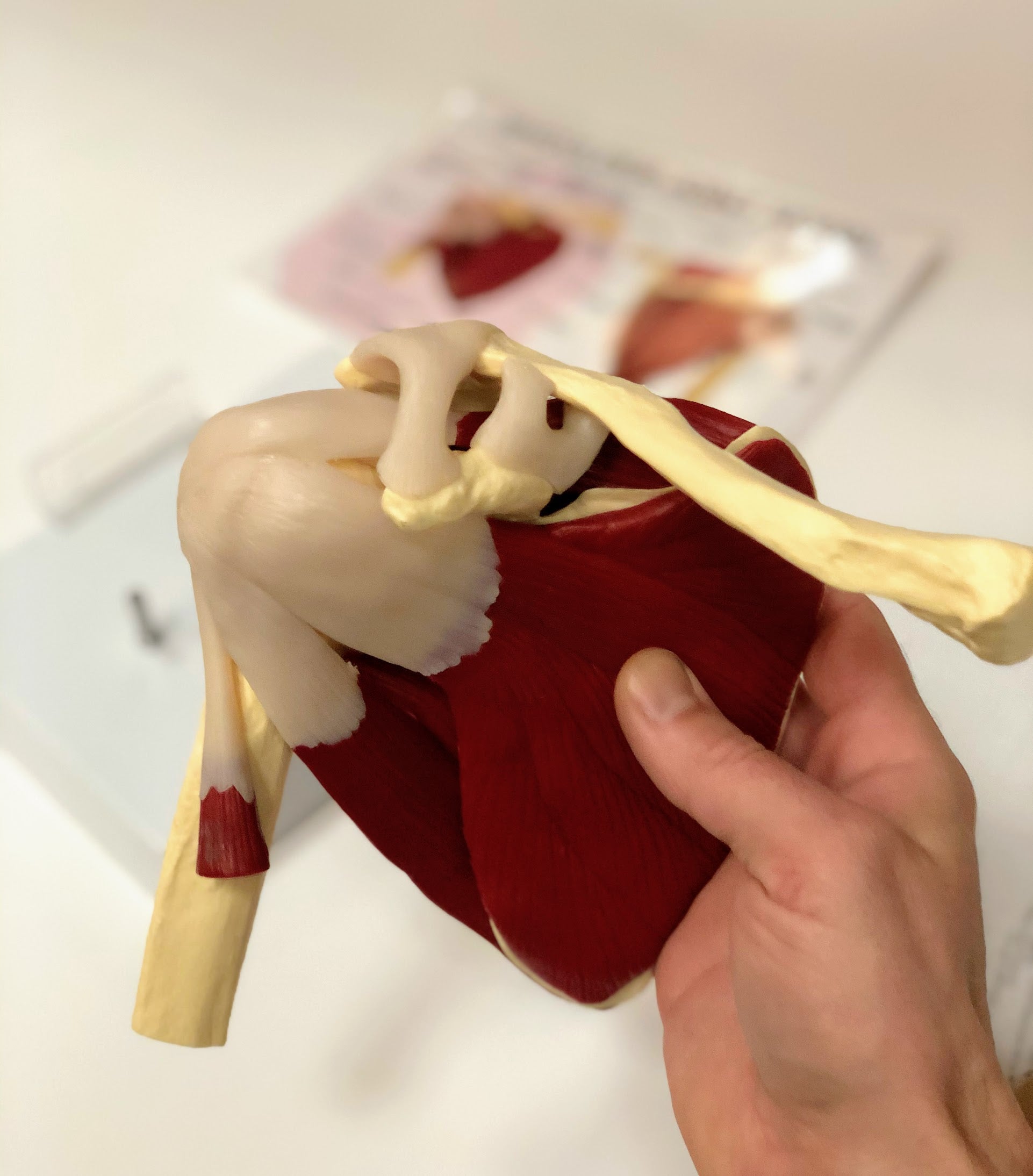 Shoulder model with muscles and ligaments incl. list with Latin names
