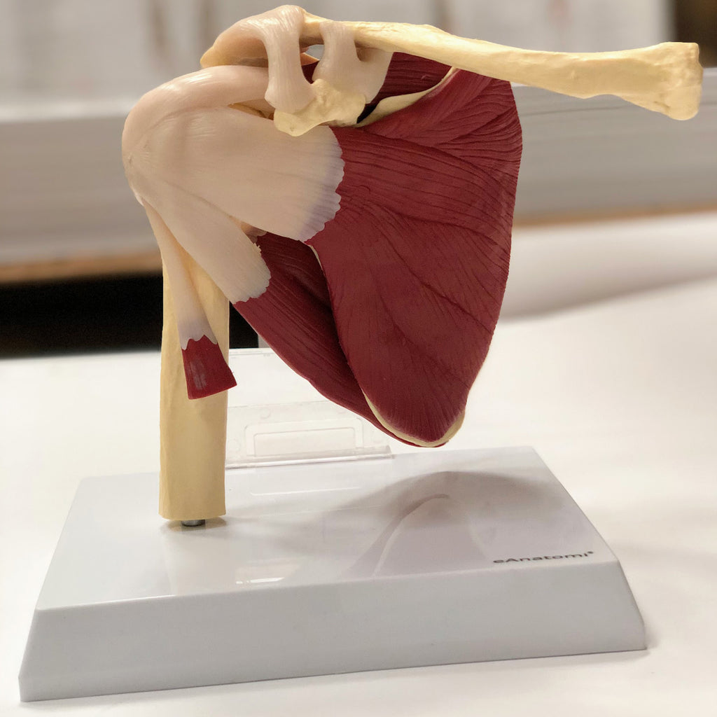 Shoulder model with muscles and ligaments incl. list with Latin names