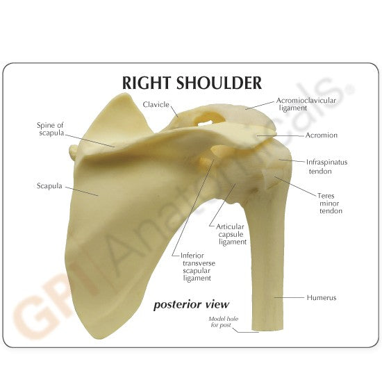 Shoulder model - natural size