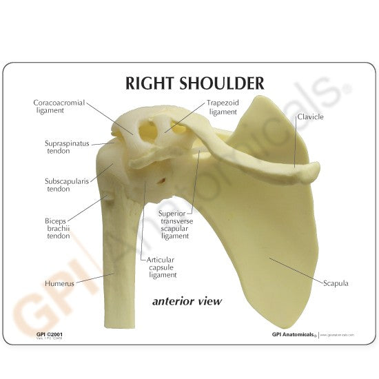 Shoulder model - natural size