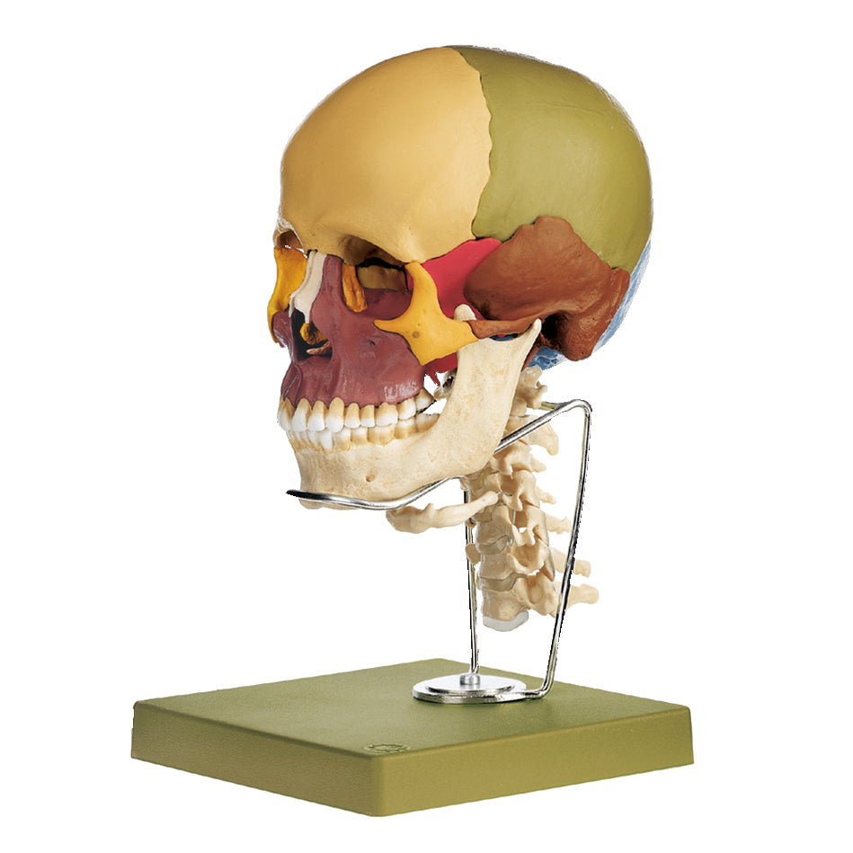 Educational skull with cervical vertebrae, 14 parts
