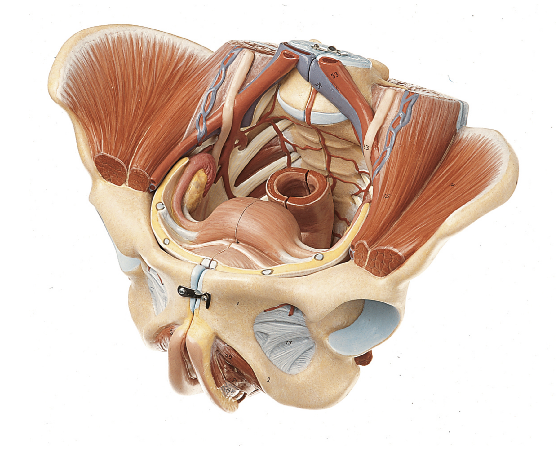 Lifelike pelvis with genitals, female, 4 parts