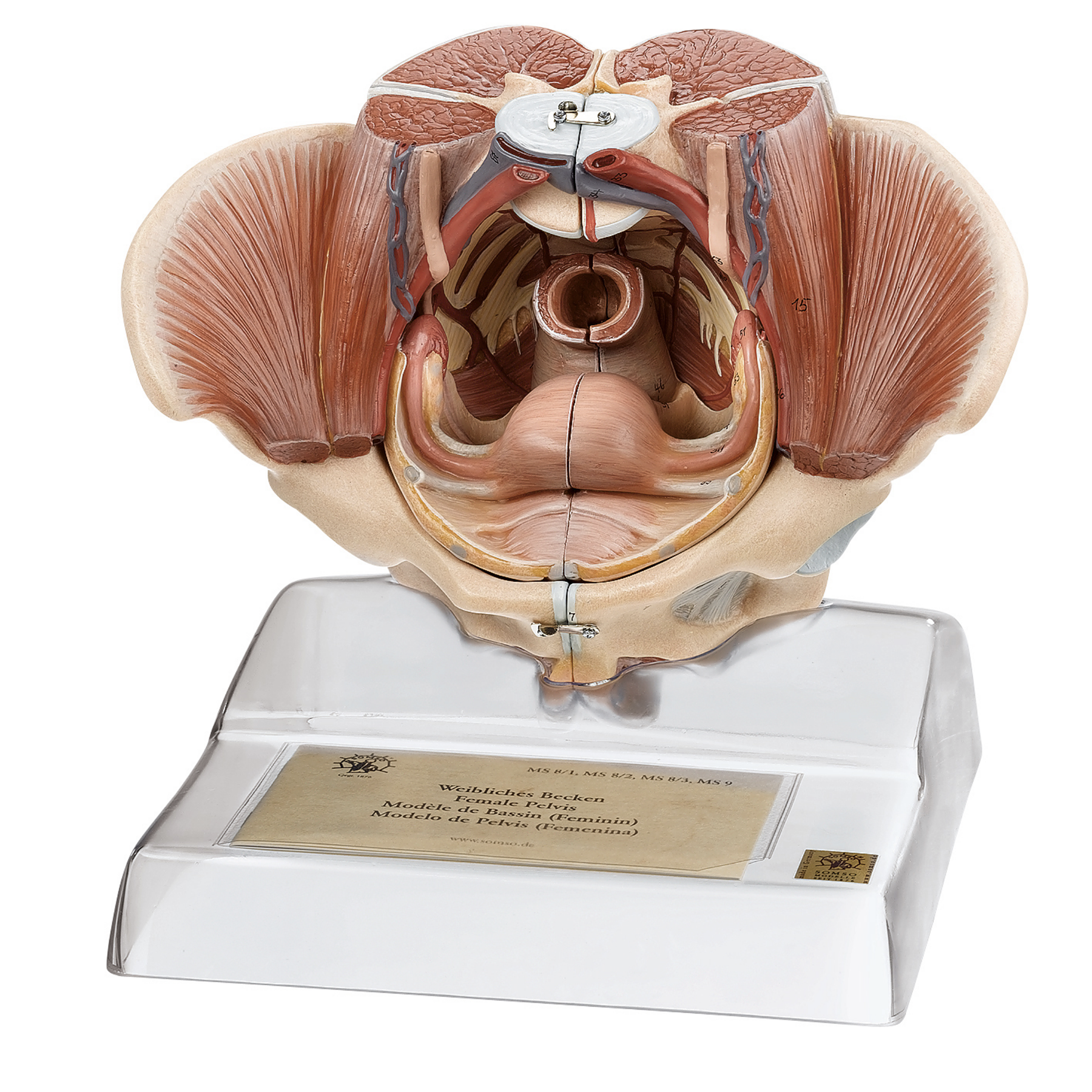 Lifelike pelvis with genitals, female, 4 parts