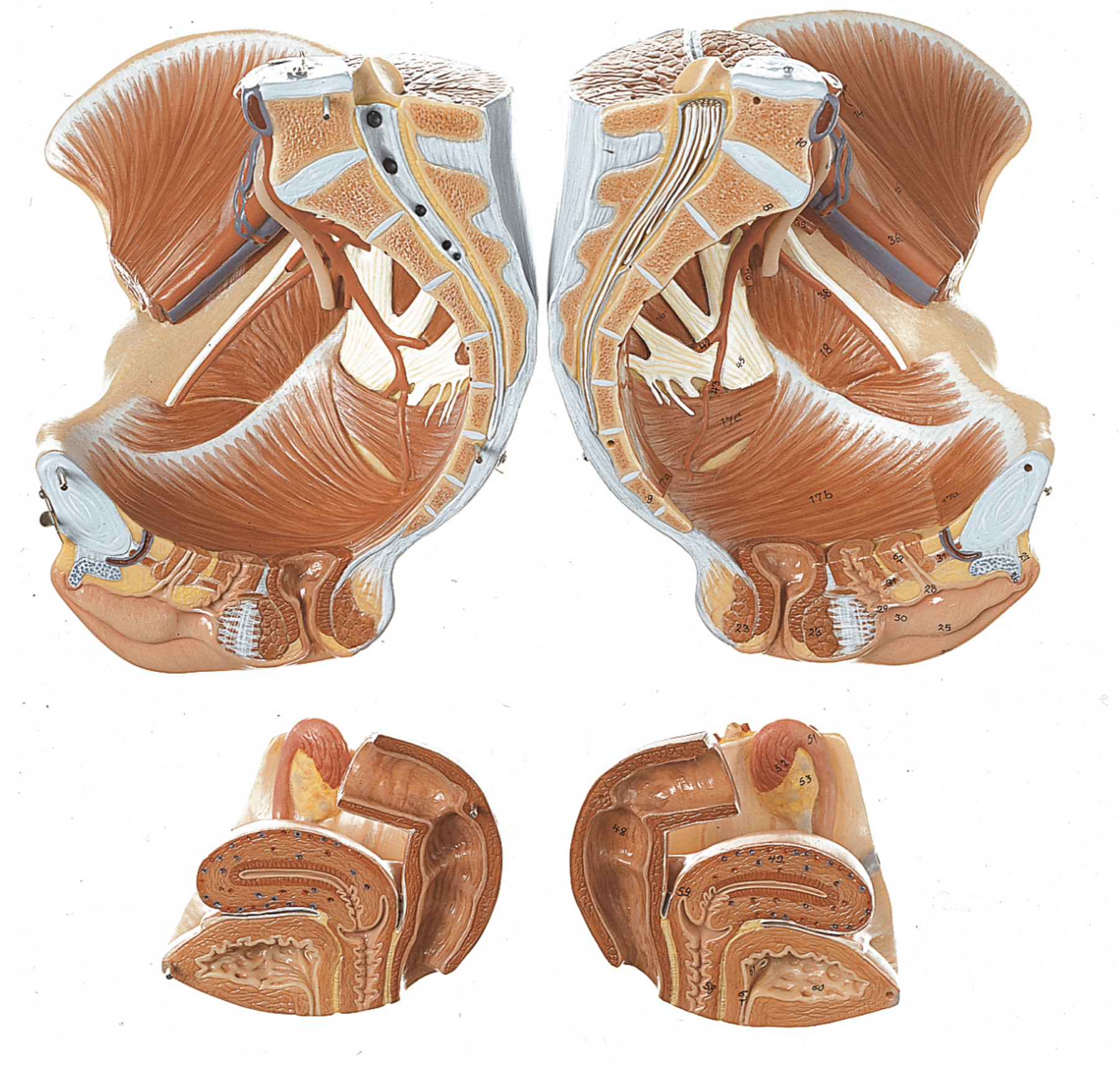 Lifelike pelvis with genitals, female, 4 parts