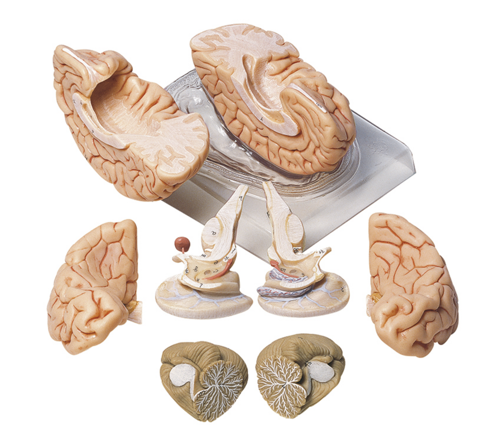Lifelike brain, 8 parts