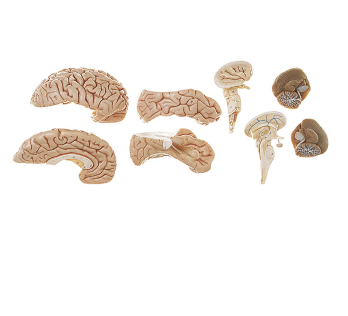 Lifelike brain, 8 parts