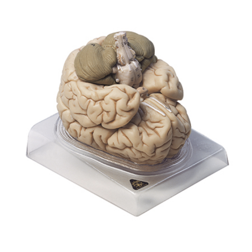 Lifelike brain, 8 parts