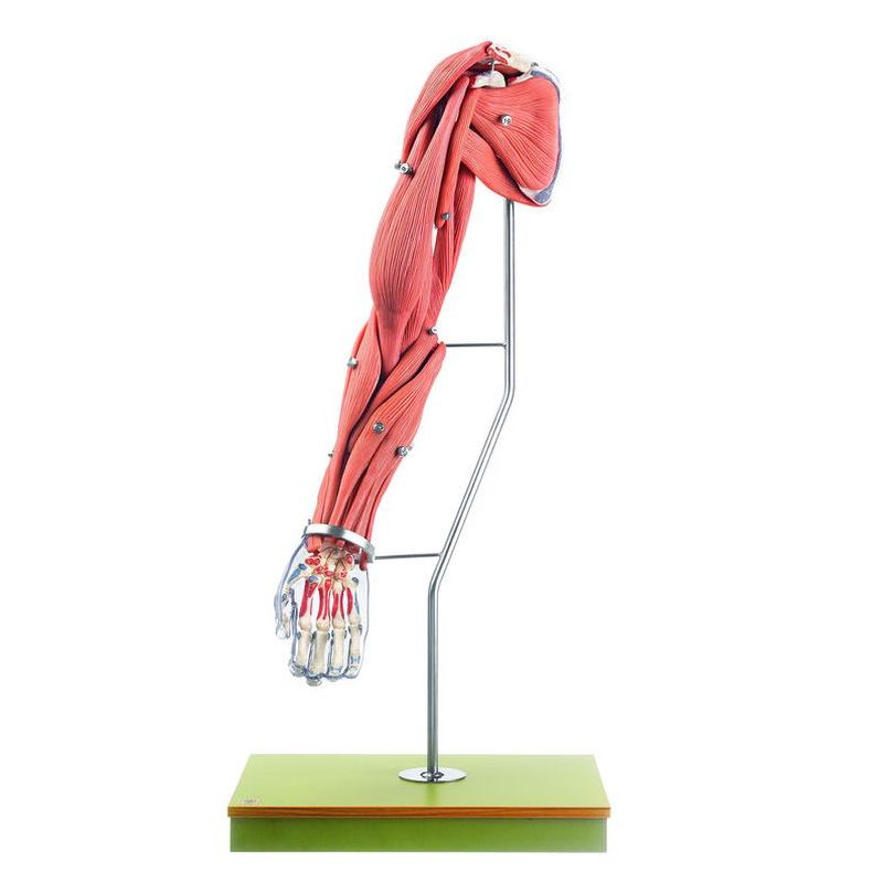 Naturtro skulder og arm, 24 dele - eAnatomi
